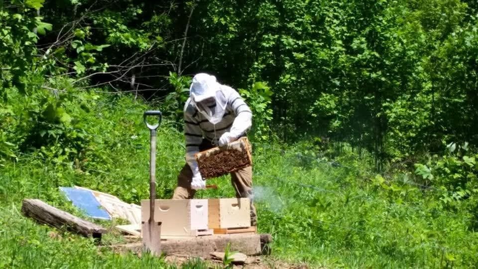 Nute in a bee suit holding a hive frame