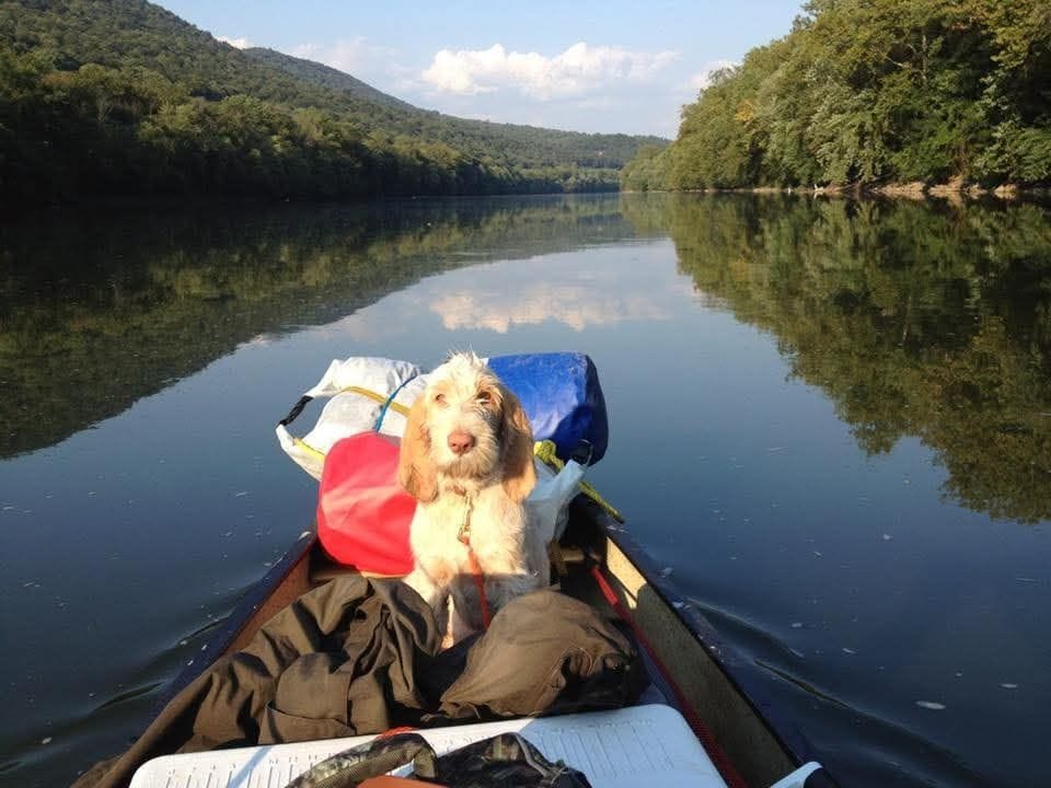 A dog riding in the bow of a canoe on a calm river